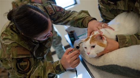 military veterinarian near me.